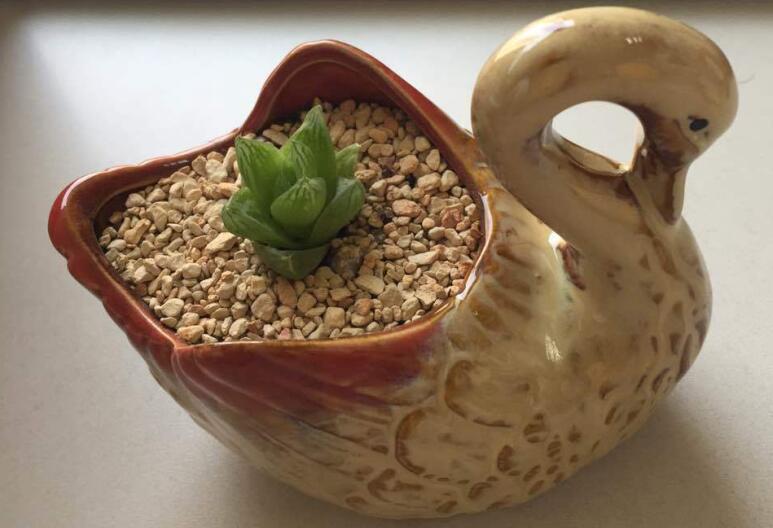 芦荟的功效与作用